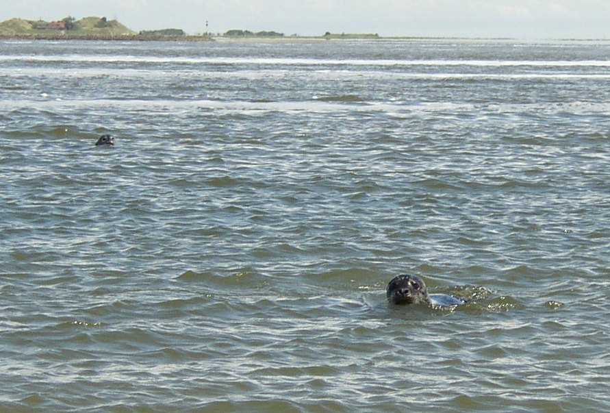 Schwimmende Robben zwischen Norderney und Baltrum by gdfoto