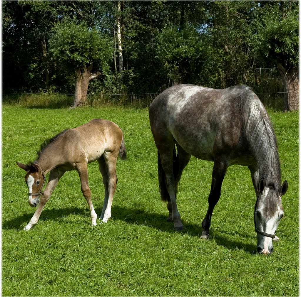 I am not impressed - Mother and daughter II; Boterwijk, Oirschot by Traveling-Crow