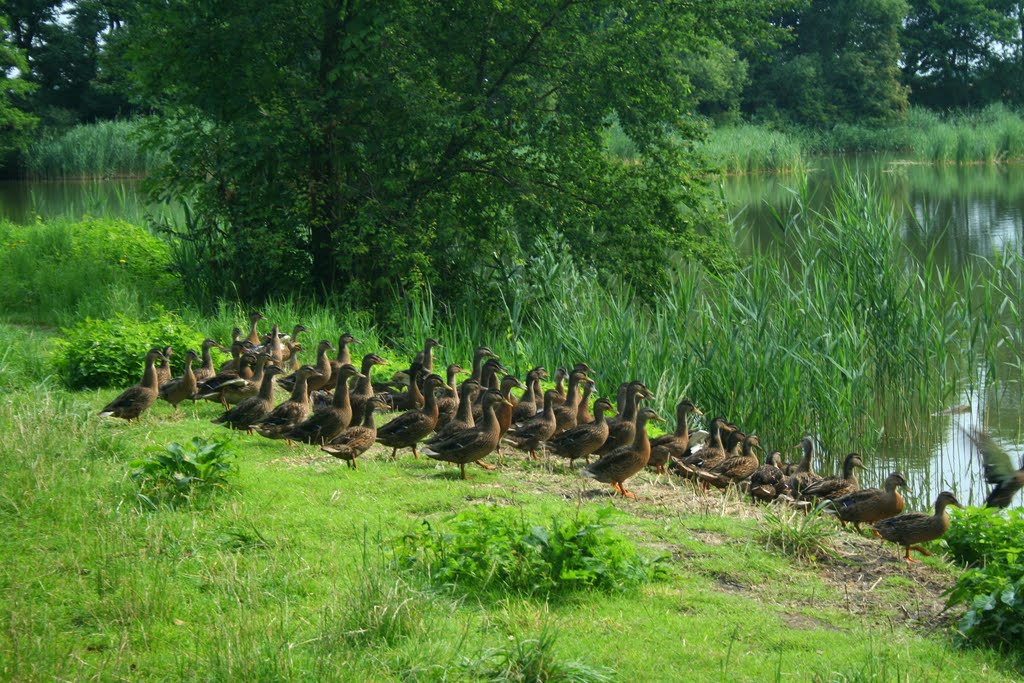 Kačky Pustějovského rybníka by FotoMor