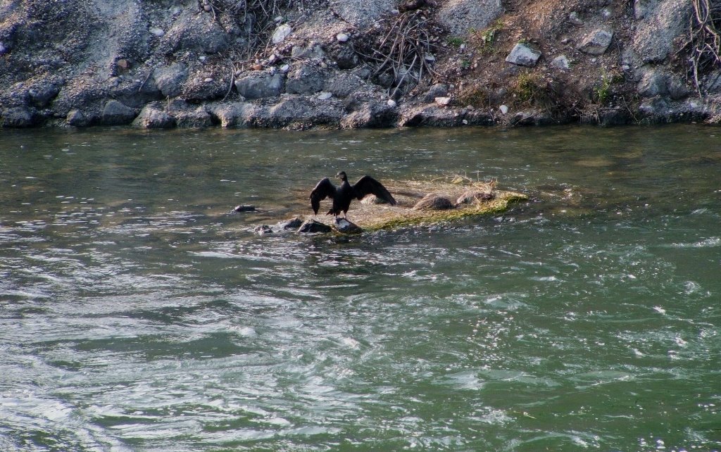 Volta Mantovana Pozzolo - Cormorano by armenante enzo