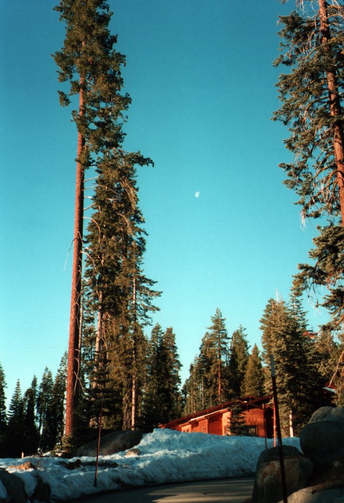 Sequoia National Park | California | 2002 *scan35mm* by Luper