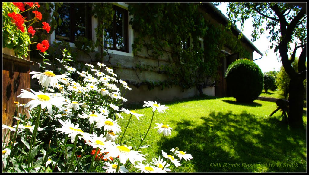 Sommerblumen by © Didi S.