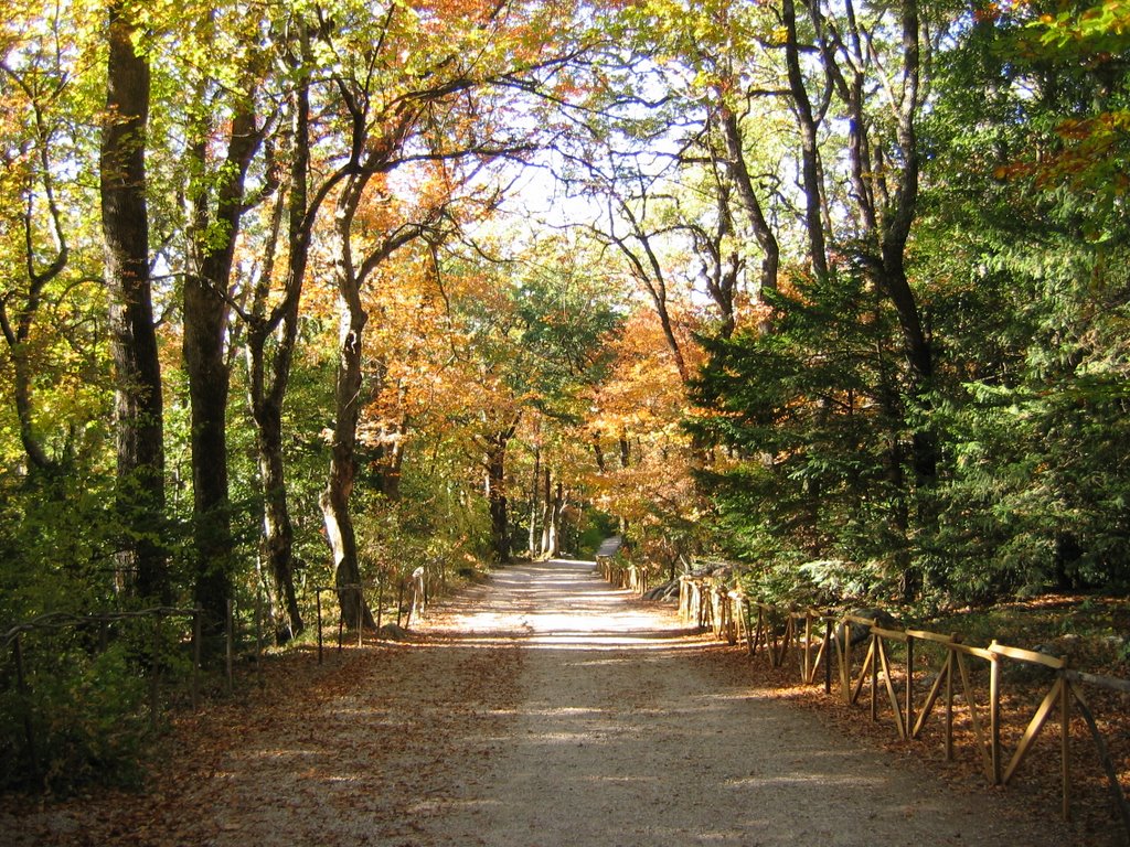 Massif de la Sainte Baume, en retraversant la forêt...couleurs d'Octobre ! by Phil'Ours