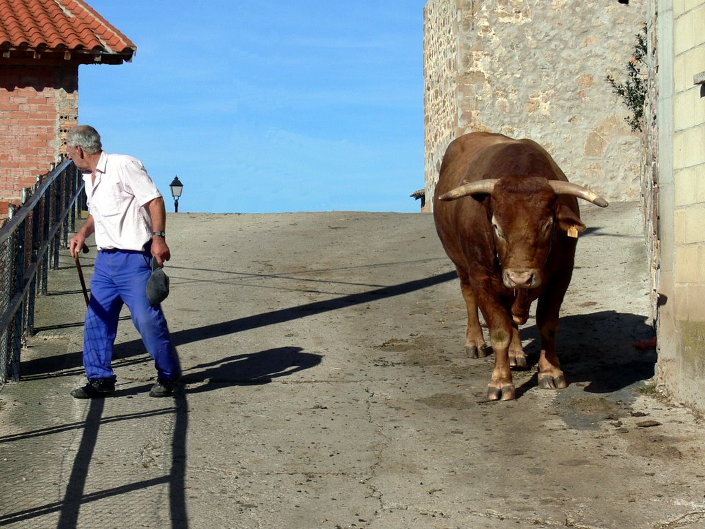 CASTROVIEJO. Valle del Najerilla. 2007. 08. Ejemplar de buey. by Carlos Sieiro del Nido