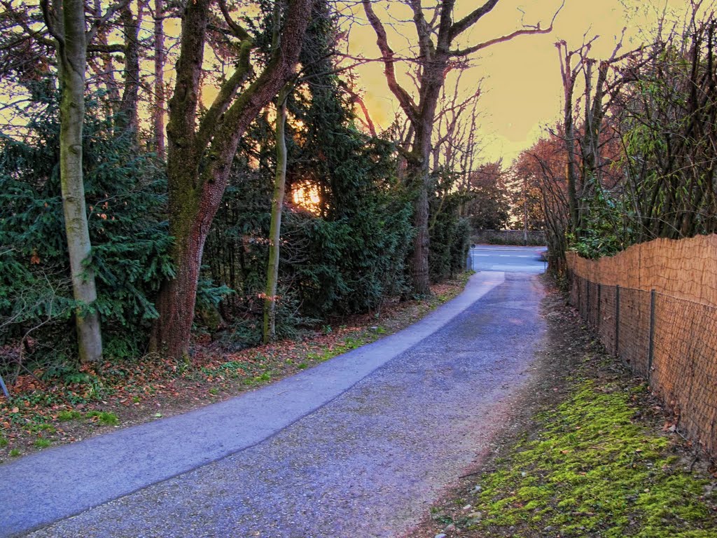 Chemin de l'Abberieu​x, looking towards the lake by Tannay Vaud