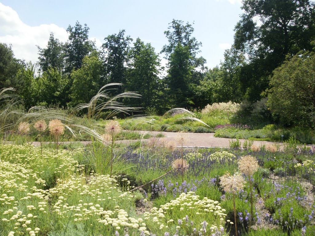 Lavendelhügel im Karl Foerster Garten by Green Island