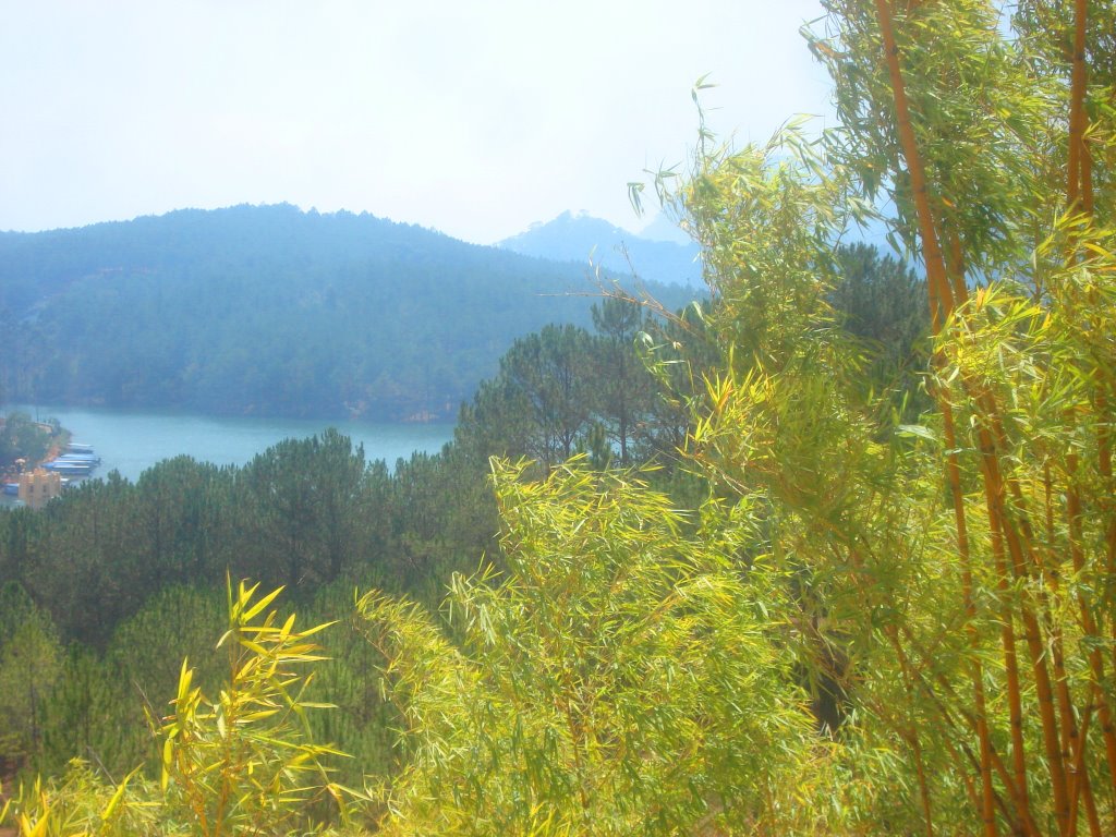 Bamboo and Lake by Adam Sichta