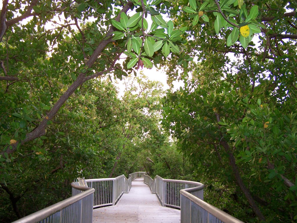 Mangrove Park Walkway 2 by CampaignForLibertydotcom