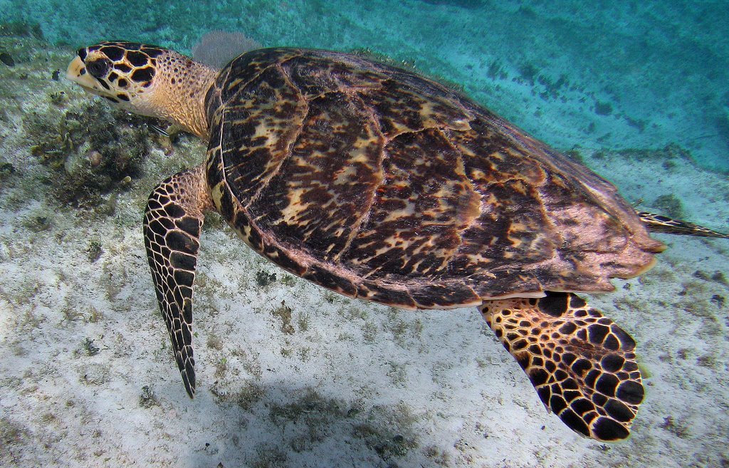 Trutle off Little Cayman by crapshoooter