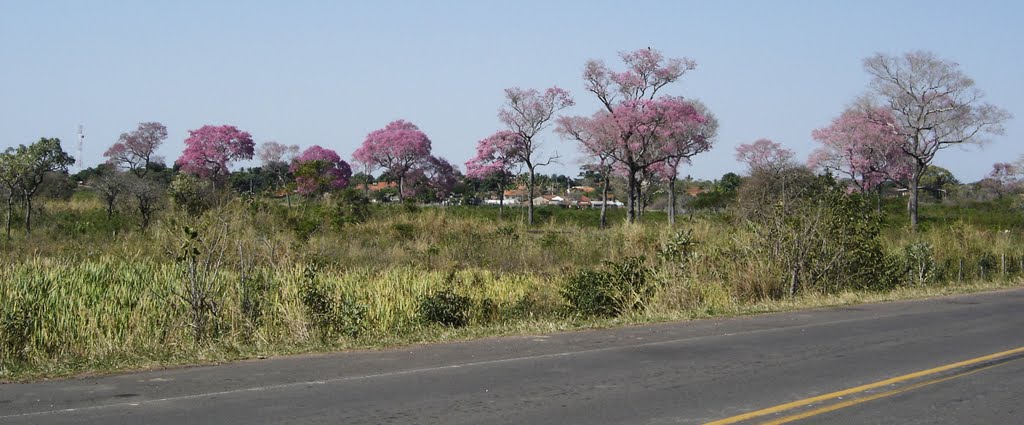 Ipês nos arredores de Miranda, MS, Brasil. by André Bonacin