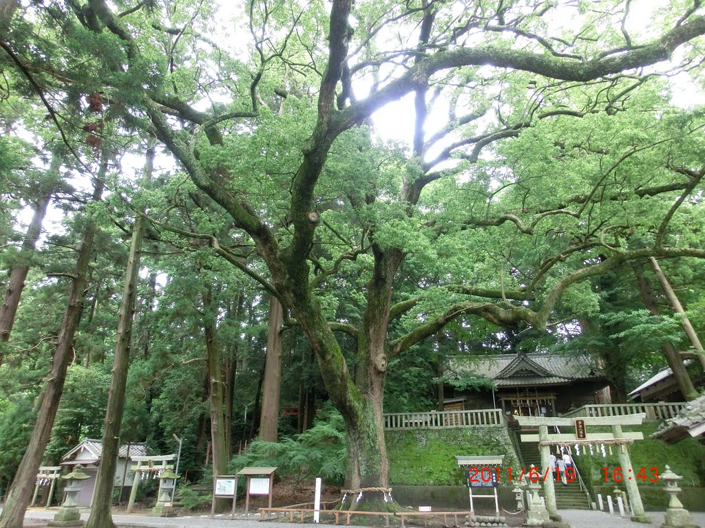 事任八幡宮の巨大な大楠　パワースポット by さといも　SATO-CYAN