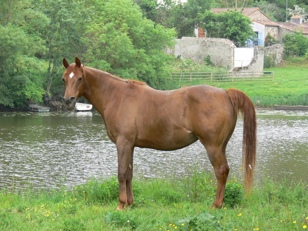 Josianne au bord de la Sèvre by MonMon4000