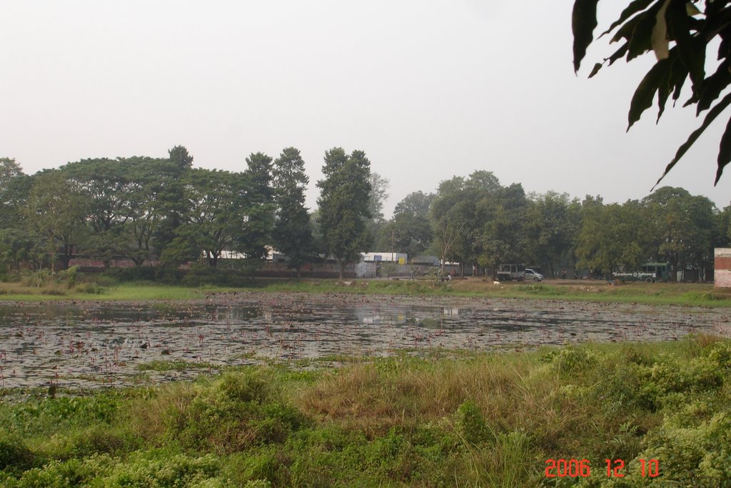 Water Lilies (Shapla) at JU Lake by Rifat Hasan