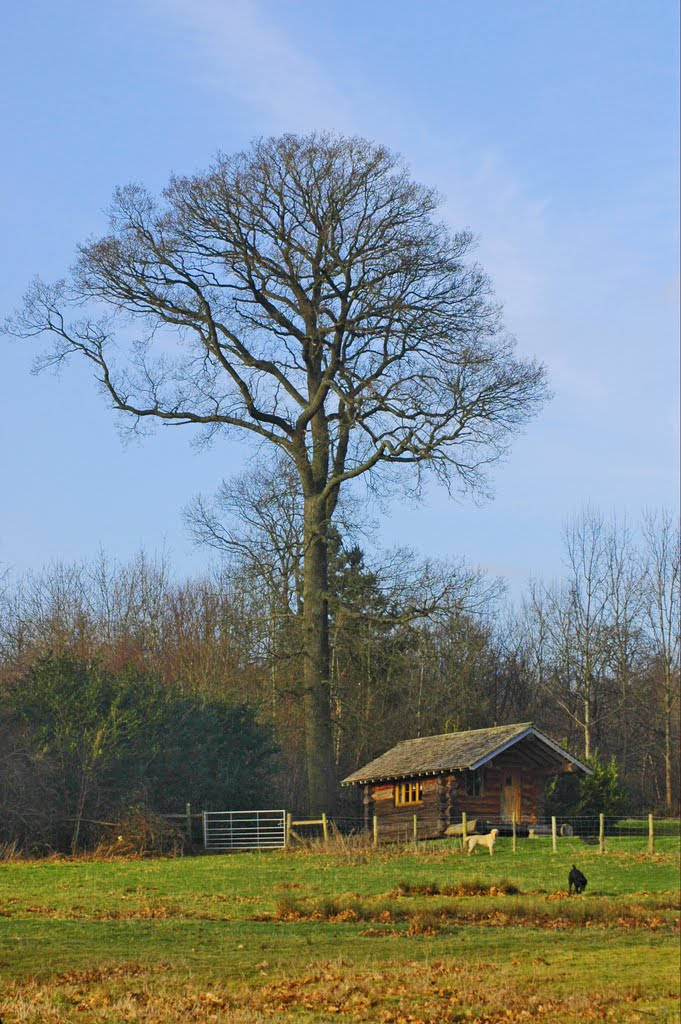 The log cabin on the Acton Scott estate, Shropshire by Bressons_Puddle