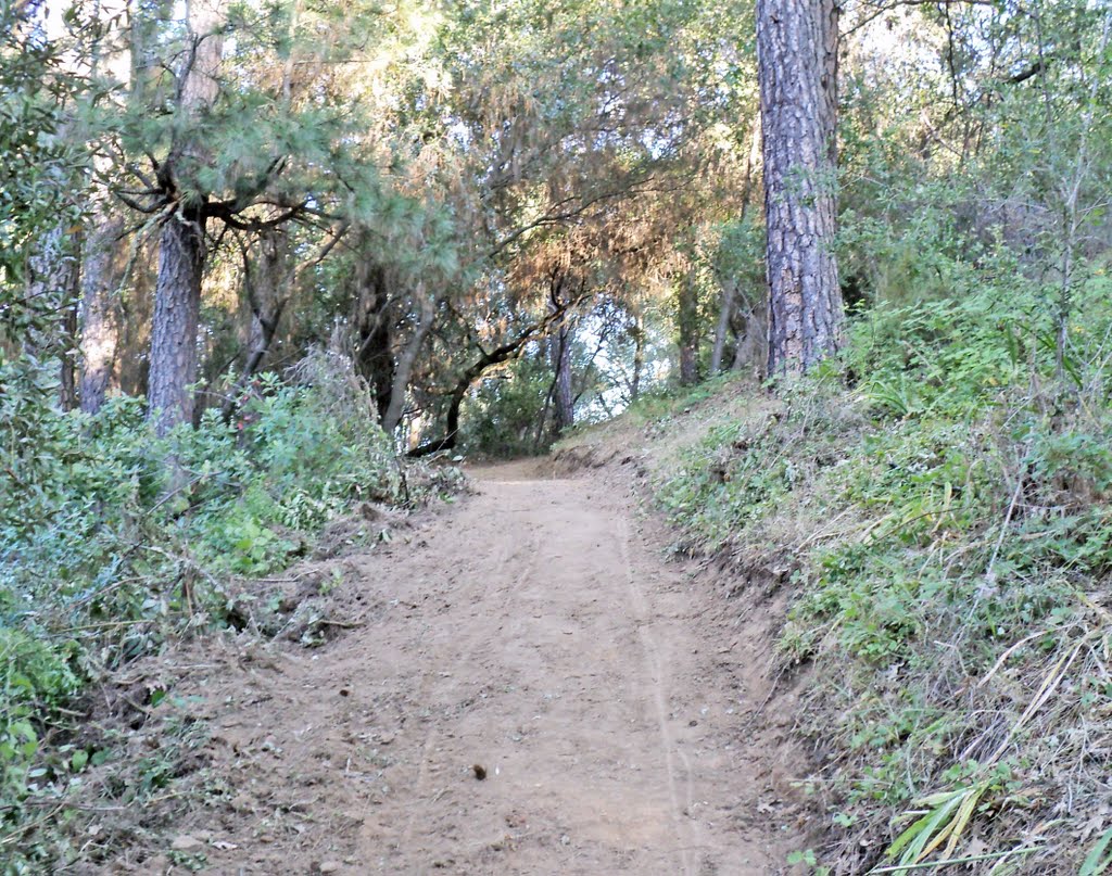 Pioneer Express Trail, near Auburn Overlook Equestrian Staging Area, Auburn State Recreation Area, Placer County, California by Robert H. Sydnor