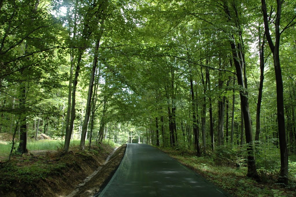 Droga pomiedzy Górkami i Strachociną (Road between Górki and Stachocina) by Pawel Konopka