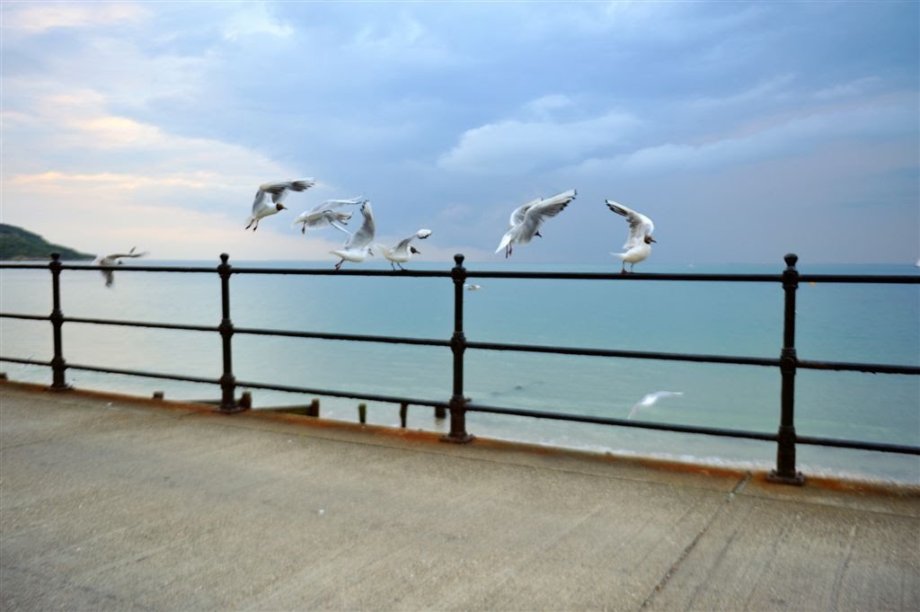 Flying Lessons ~ Totland Bay by Nick Weall