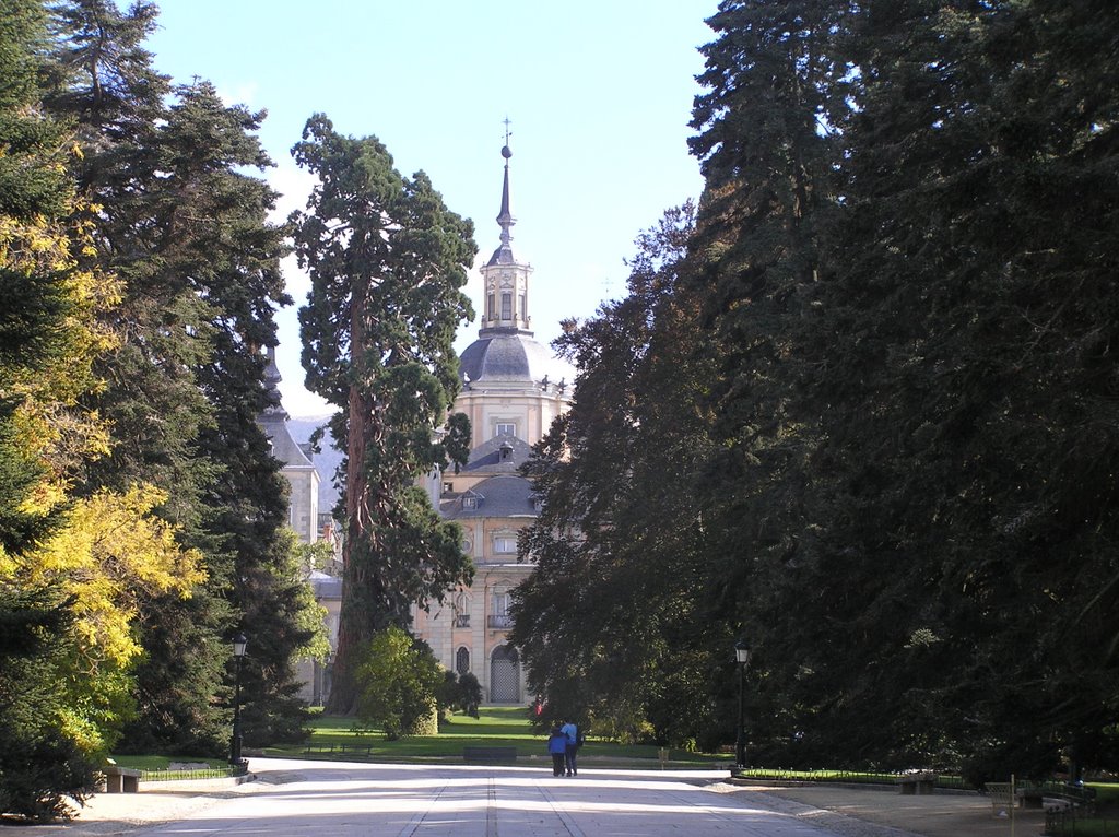 Giant sequoya in La Granja gardens by 4ullas