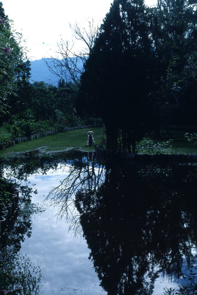 Efectos del huracán de 1989 en S. Pedro El Panorama by Ecopas