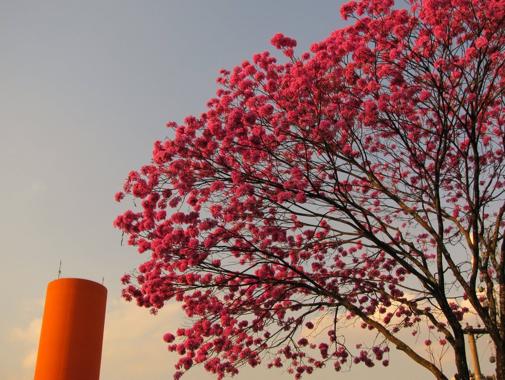 Ipê florido - Av. Kenkiti Shimomoto - São Paulo, SP, Brasil. by André Bonacin