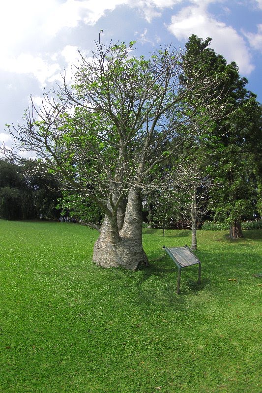 BOTTLE TREE by bocah.info