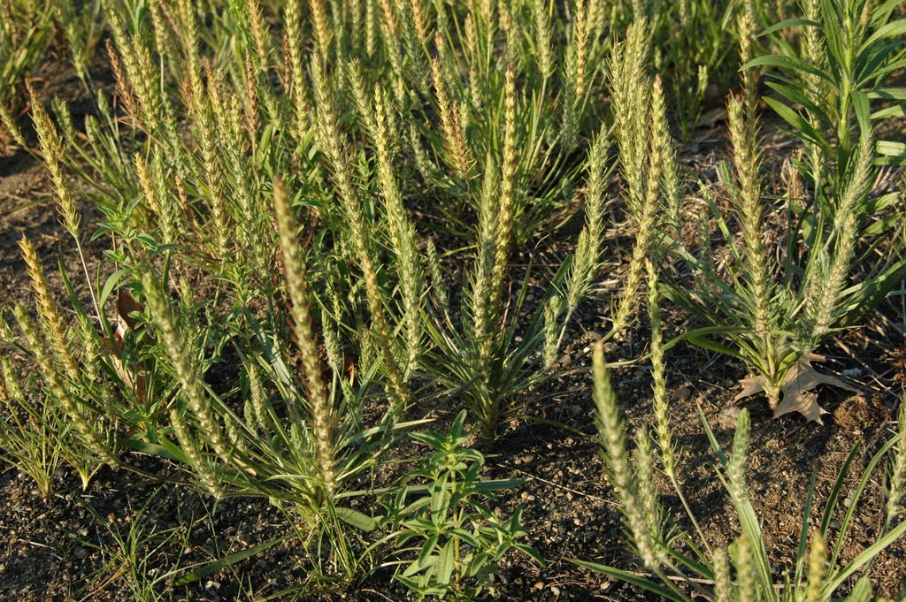 Largebracted Plantain (Plantago aristata), Family: Plantaginaceae by kuna121212