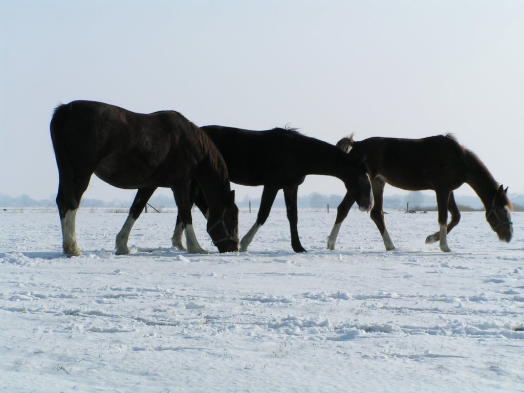 Horses in the snow by Tjeert.Mensinga ©