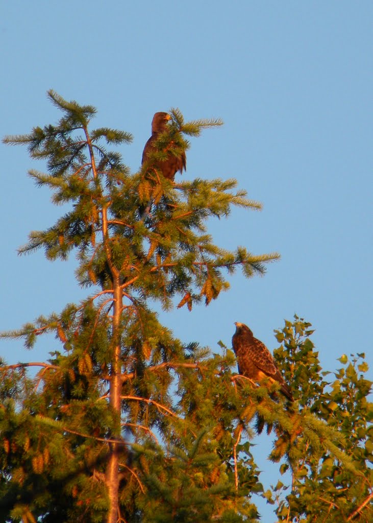 Golden eagles by Jake Kleinknecht