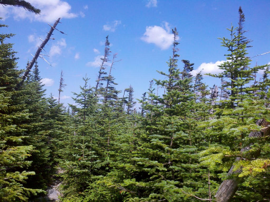 Spruce and Fir Boreal Forest Along Boott Spur Trail, July 19 2011 by Arkie_in_CT