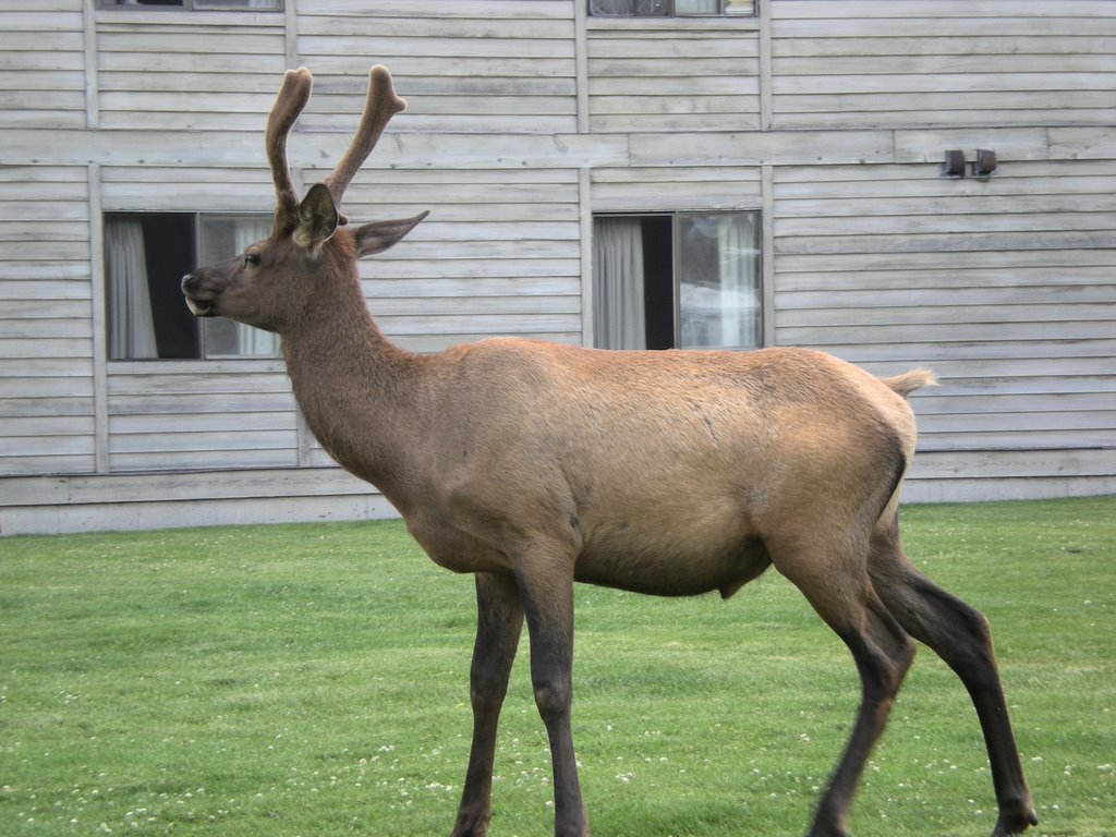 Elk at a Hotel by TiffanyPickles