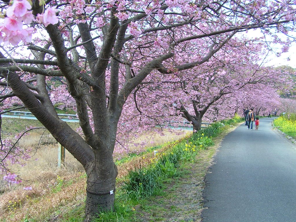 Minami-izu,shimokamo,みなみの桜祭り by www.izurainbow.com