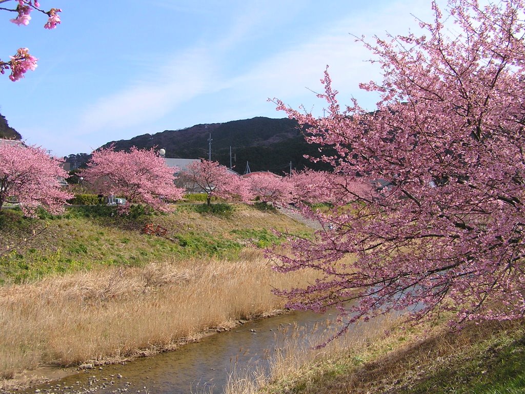 Minami-izu,shimokamo,みなみの桜祭りminami-izu,shimokamo,みなみの桜祭り by www.izurainbow.com