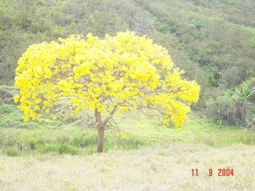 Ipê Amarelo em Ocidente - Mutum M.G. by Elpídio Justino de A…