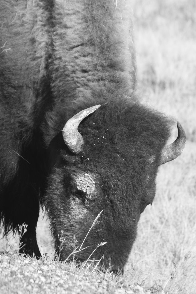 Teton County, WY, USA by allgauerjodler