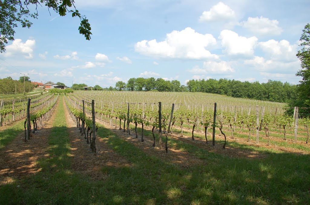 Vignoble des 1001 Pierres - Branceilles - Correze by Correze Tourisme