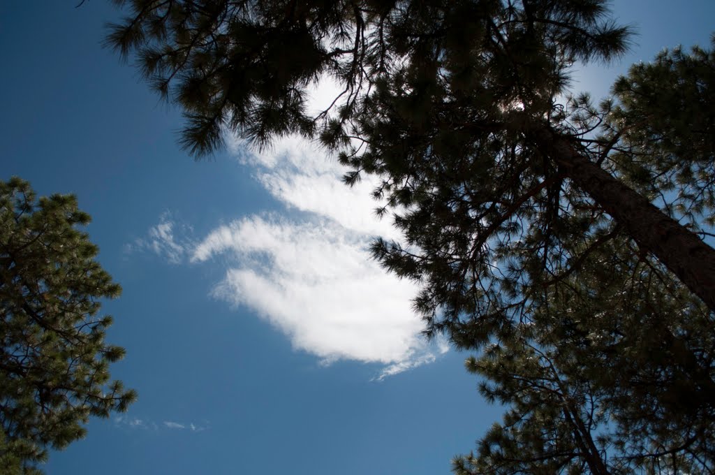 Flagstaff Scenery near FR 522 by davidpinter