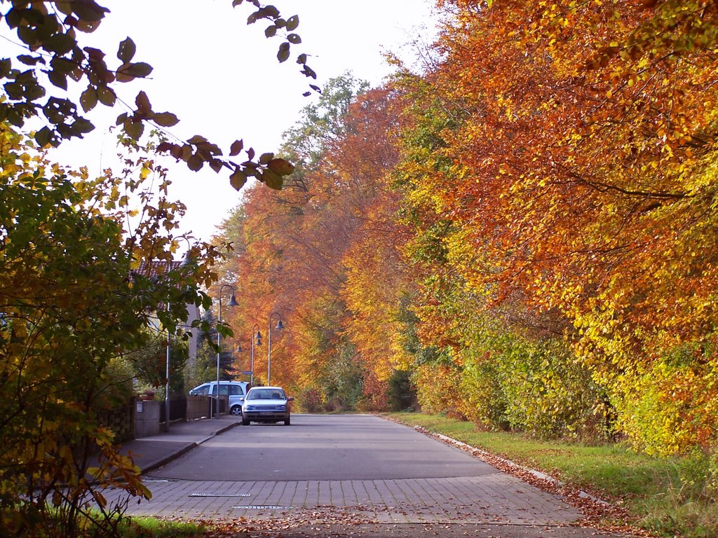 Herbstlicher Waldrand Pfingsthau by Hartmut Scheuter