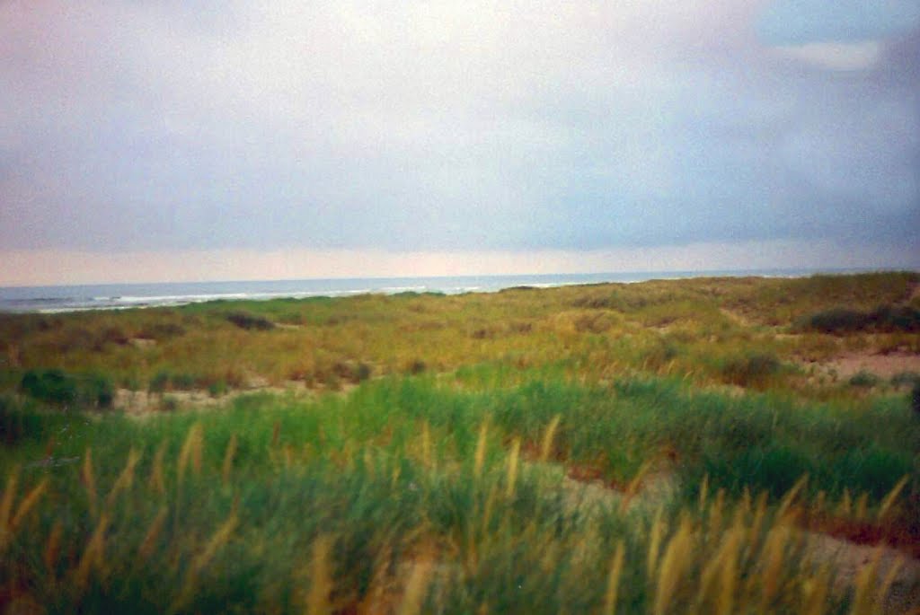 Grass before the Sand at Seaside Beach, Oregon by MICHAEL  JIROCH  &  www.michaeljiroch.com