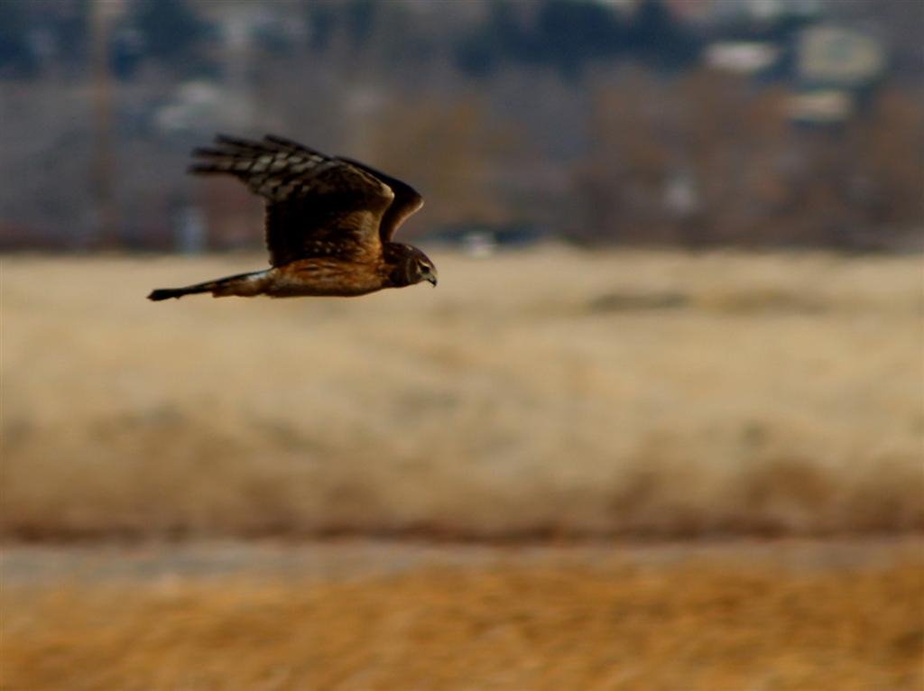 "Marsh Hawk" Copyright 2007 Jon Johnson www.JandMphoto.com by Jon Eric Johnson