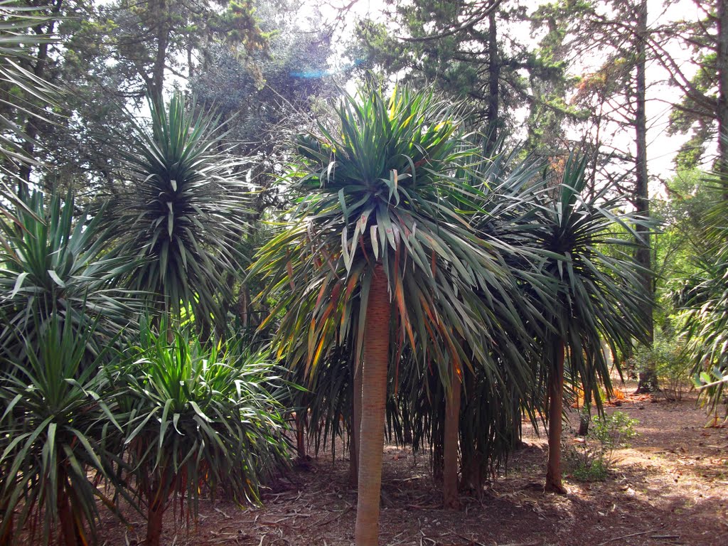 Mata de dragoeiros, Tapada das Necessidades, Lisboa, Portugal- curiosamente estes dragoeiros, de crescimento espontâneo, são quase todos do tipo Madeira/Canária, e parecem ser filhos de um único dragoeiro. by Margarida Bico