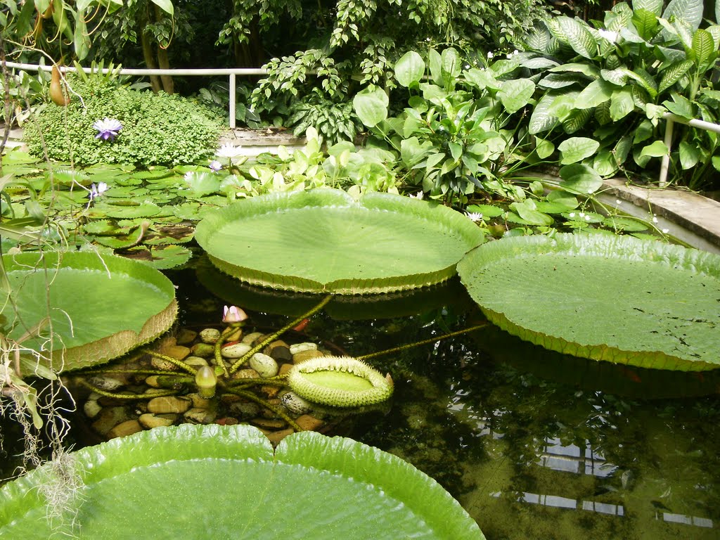 Viktoria-Seerose im botanischen Garten von Prag by Green Island