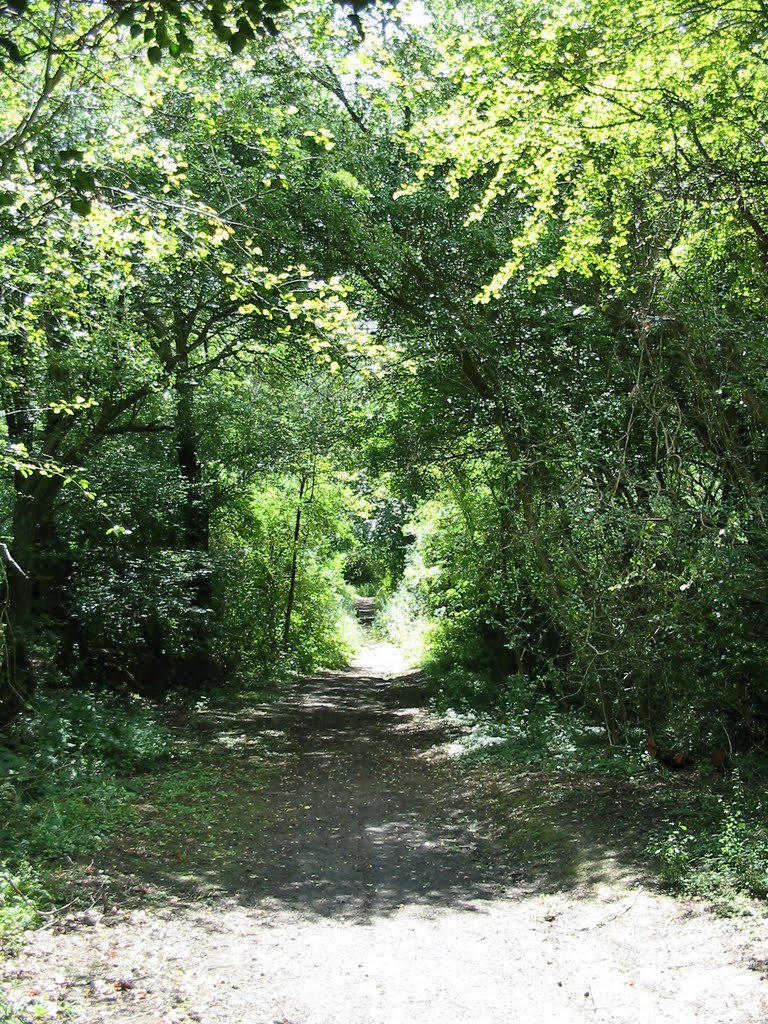 Tree tunnel by Shimmerxxx