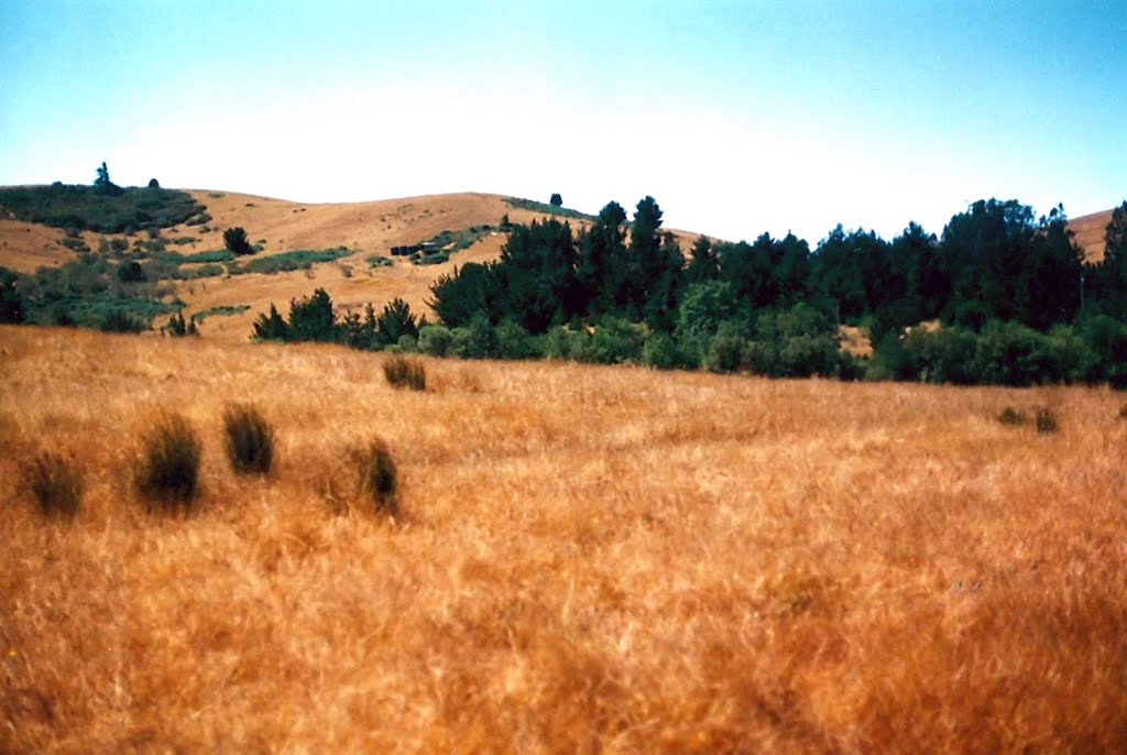 Northern California golden fields near Bodega by MICHAEL  JIROCH  &  www.michaeljiroch.com