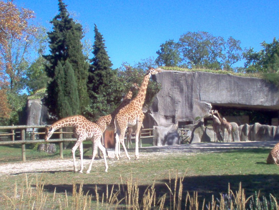 Les girafes (zoo de vincennes) by vincent gauthier