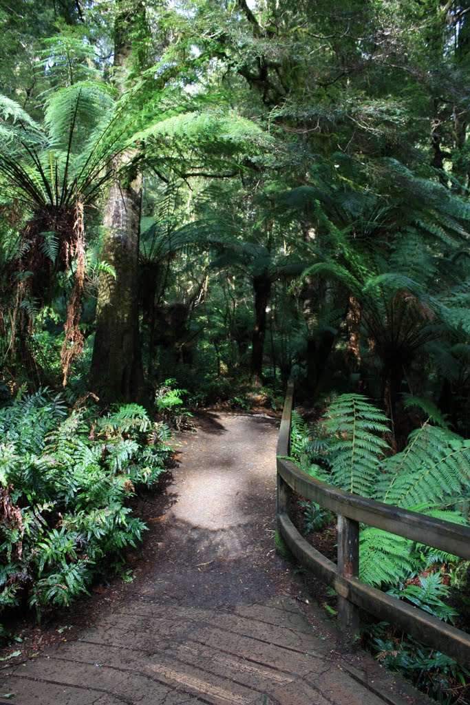 A walk through the rain forest, Cape Otway, Victoria by sudoKU