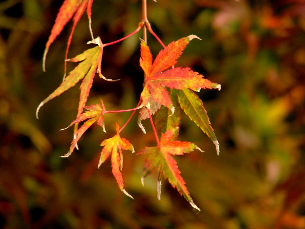 Herbstlicht by Monika Nork