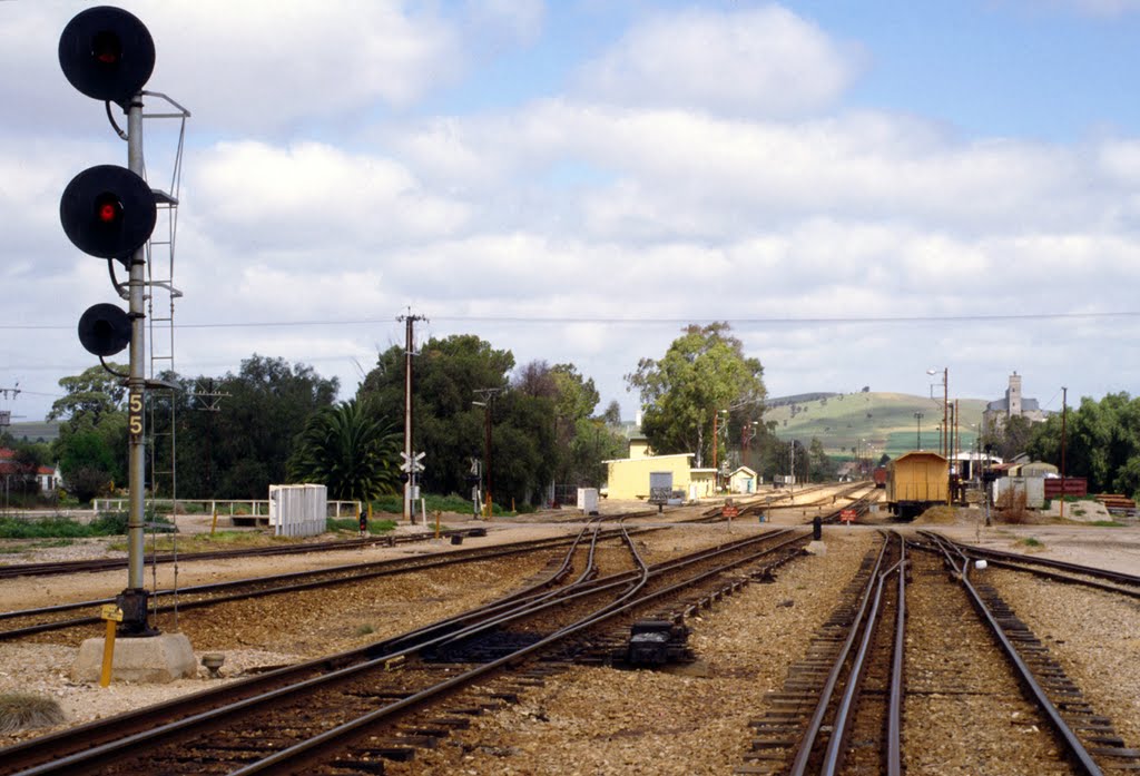 The triple gauge yard at Gladstone 1980 The yard had 3'6" for the branch , 5'3" for the South Australian and Victorian system and 4'81/2" for the interstate running. by RodWilliams