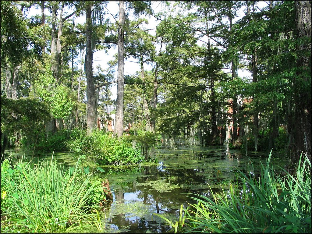 Cypress Lake, University of Louisiana Lafayette by DavidMSimpson