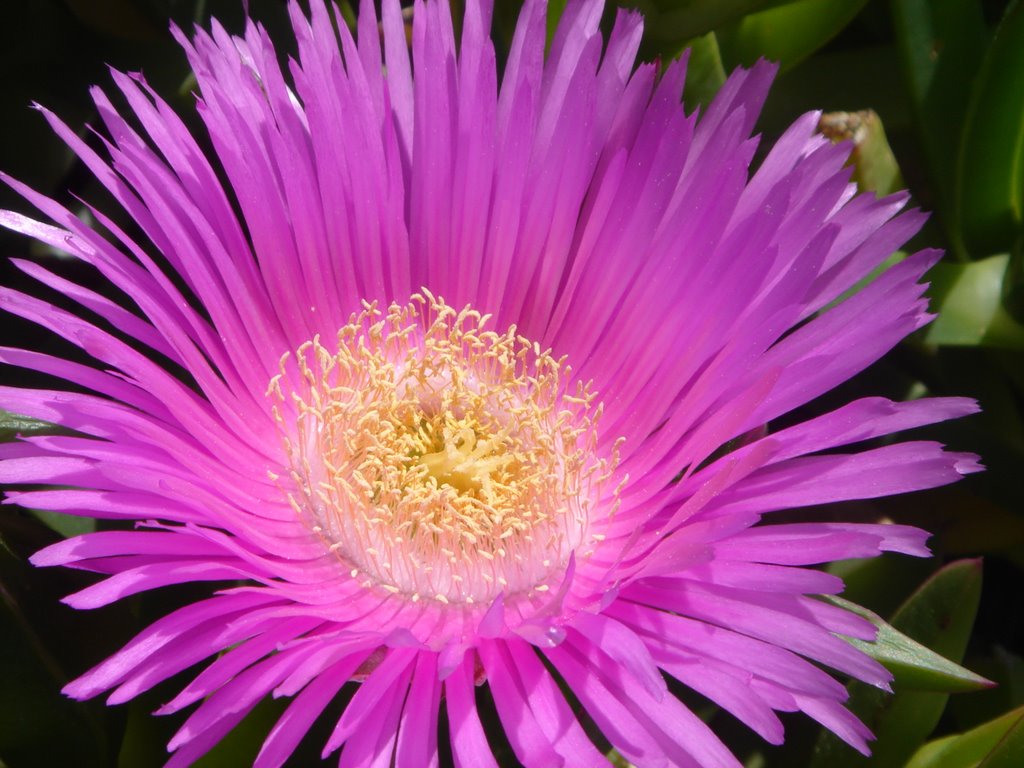 Pink flower by Emre Zaim