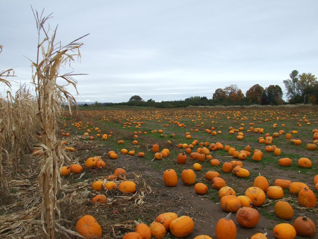 Pumpkin patch in Wolfville, Nova Scotia - October by Amanda Wood